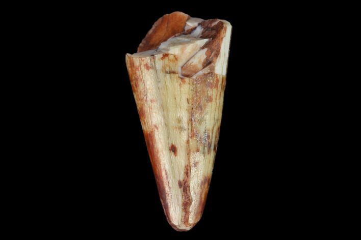 Fossil Phytosaur Tooth - New Mexico #133328